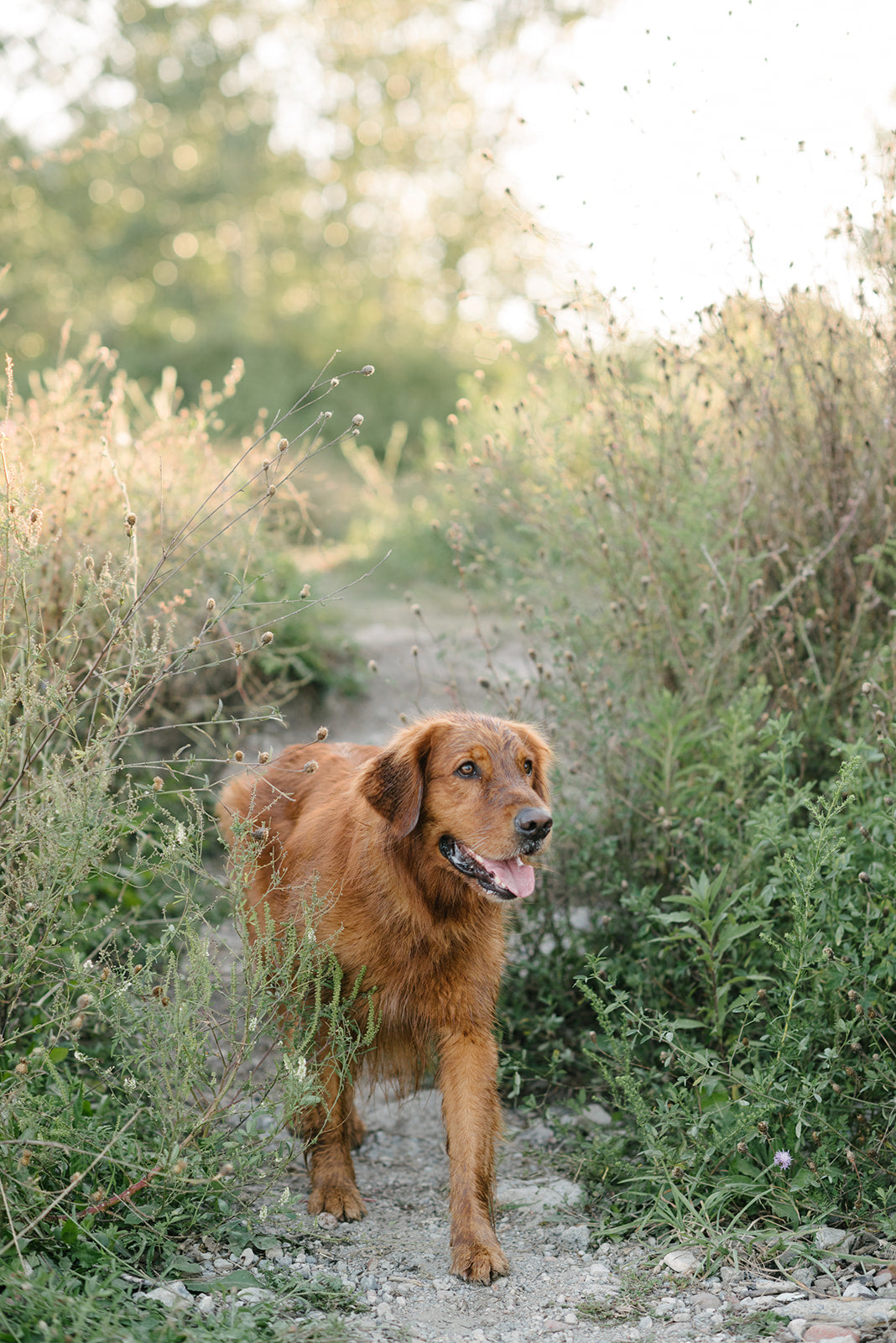 The Ultimate Guide to Flea & Tick Prevention