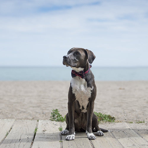 FEELING FESTIVE? PLAID DOG BOW TIE