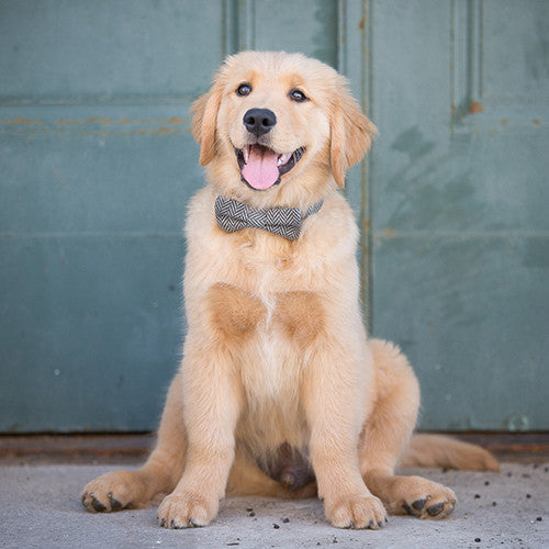 THIS SEASON'S MUST HAVE'S