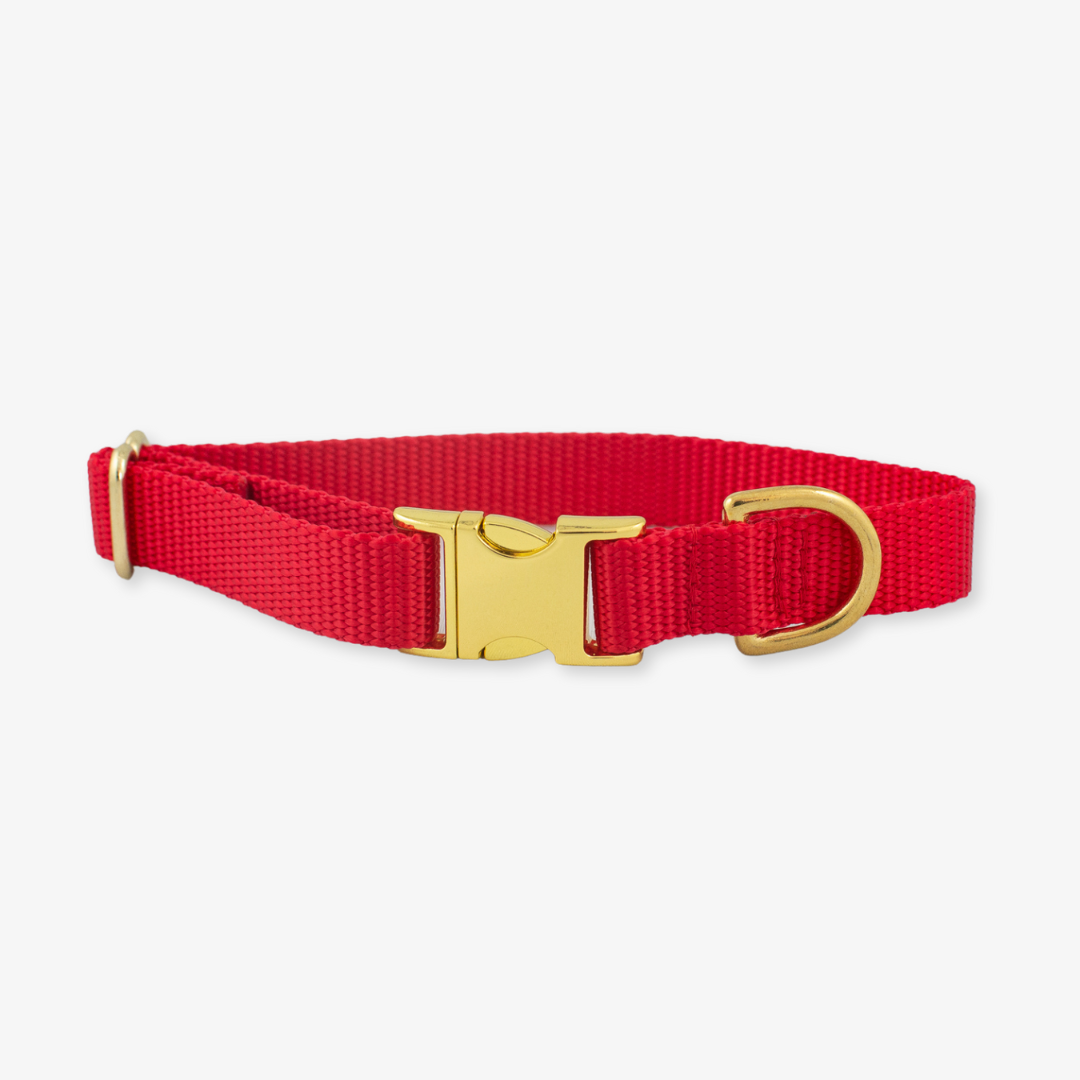 red dog collar