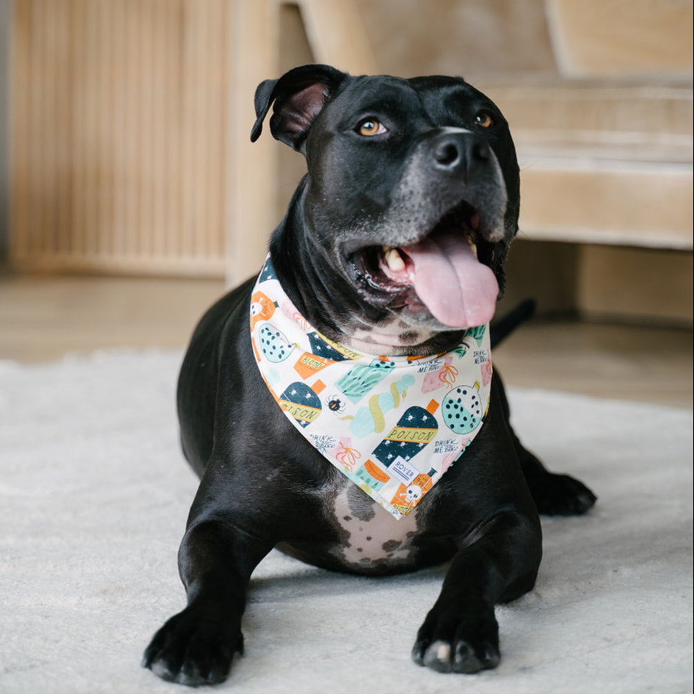 halloween dog bandana