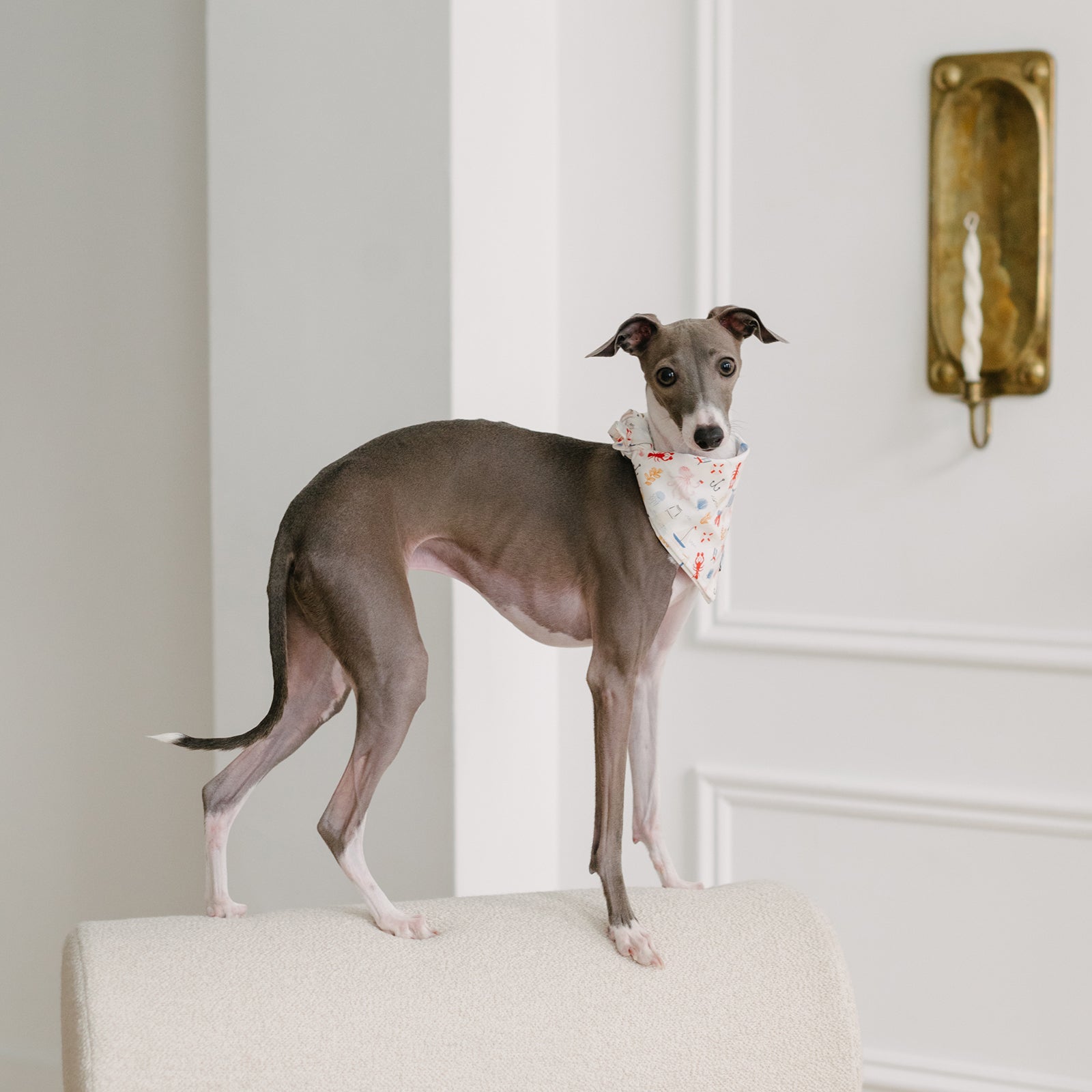 beach dog bandana