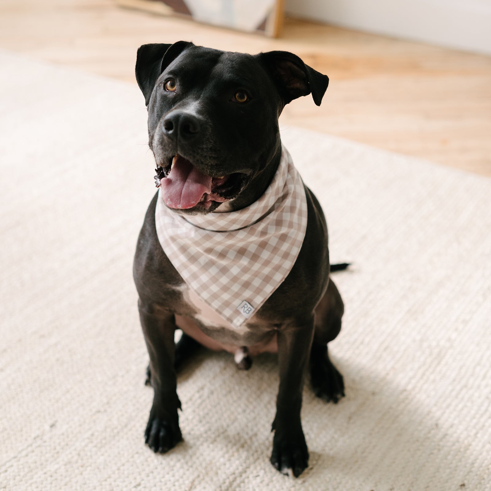 Tan Gingham Dog Bandana