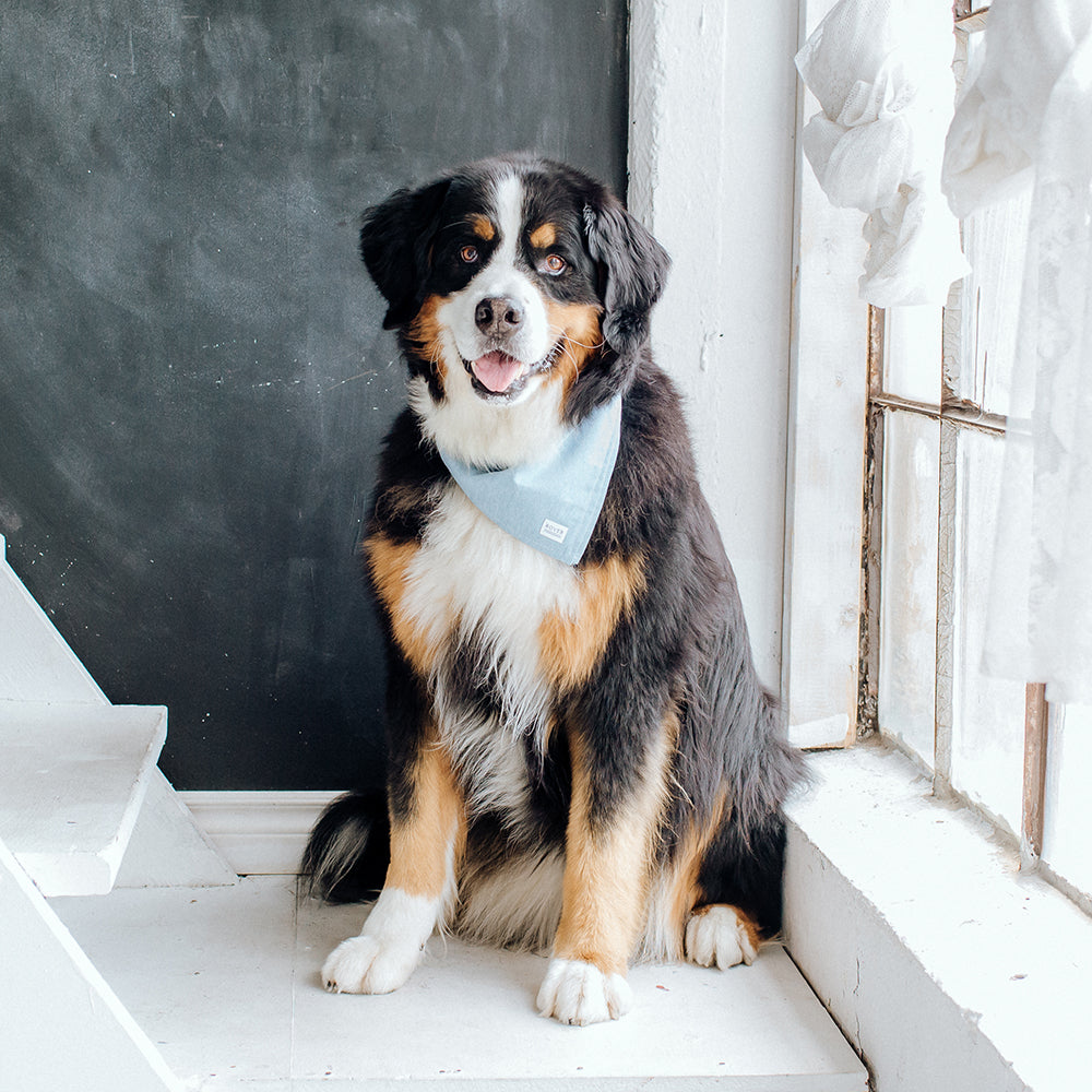 chambray dog bandana on a Bernese mountain dog