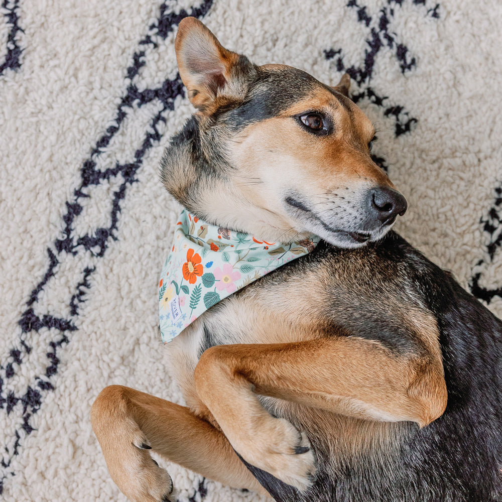 floral dog bandana canada
