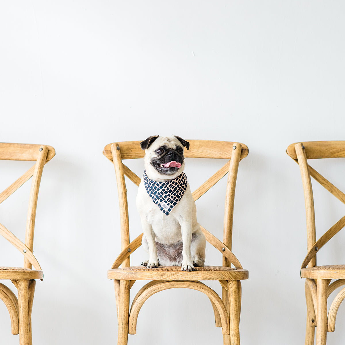 modern dog bandana