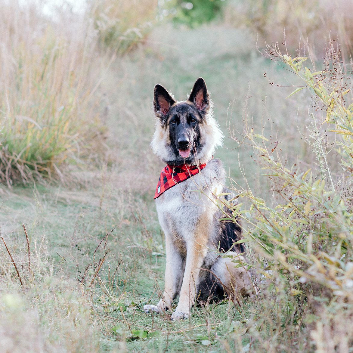 red check dog bandana