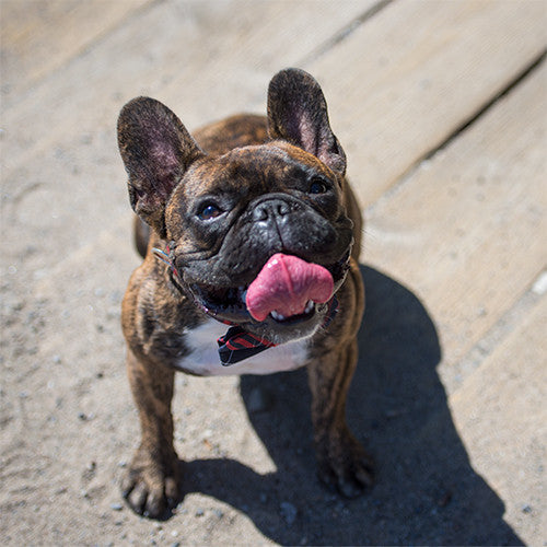 INSTA-DOGS: FRANKLIN LE FRENCHIE