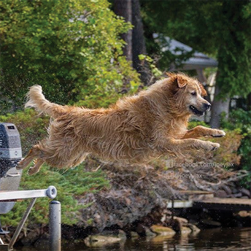 INSTA-DOGS: INTERVIEW WITH JOEYY JAX