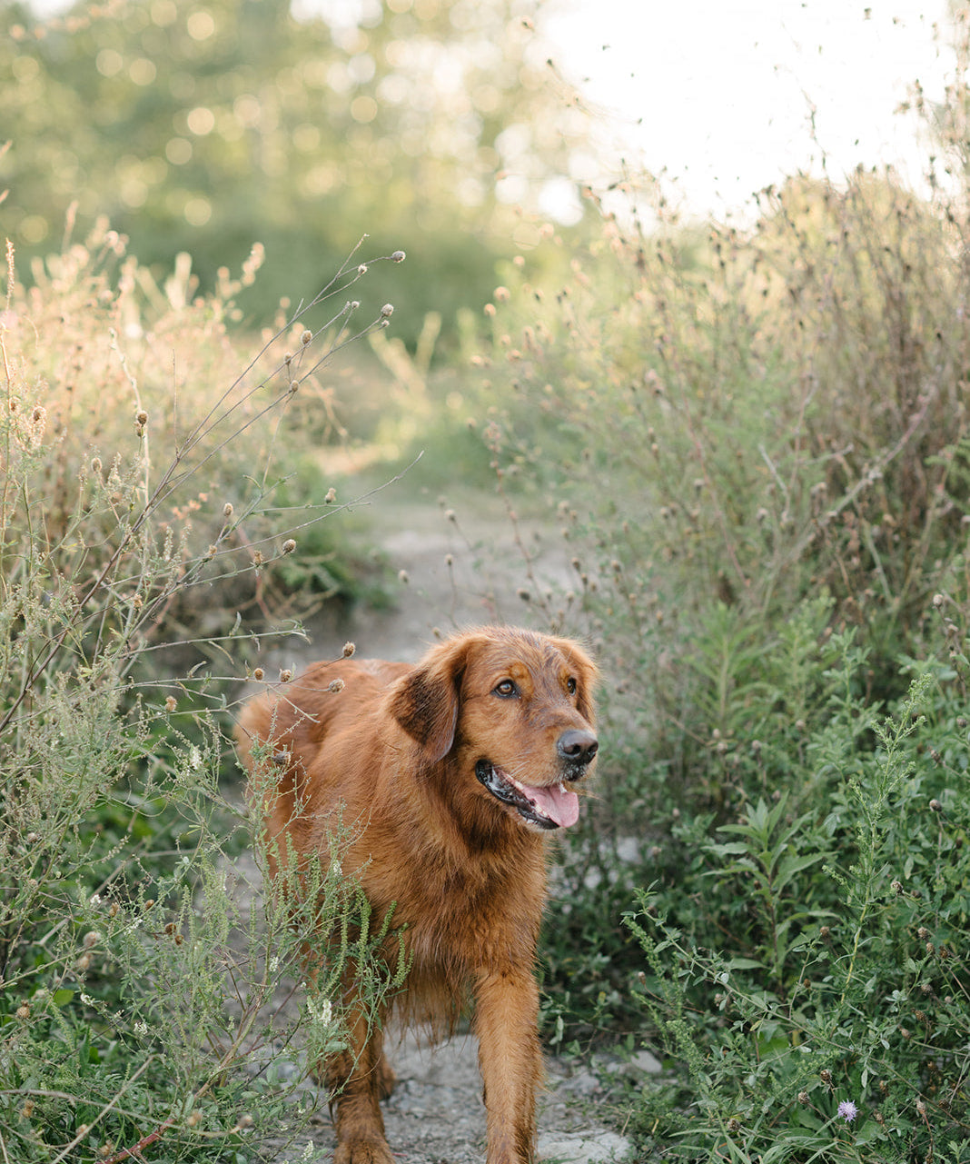The Ultimate Guide to Flea & Tick Prevention