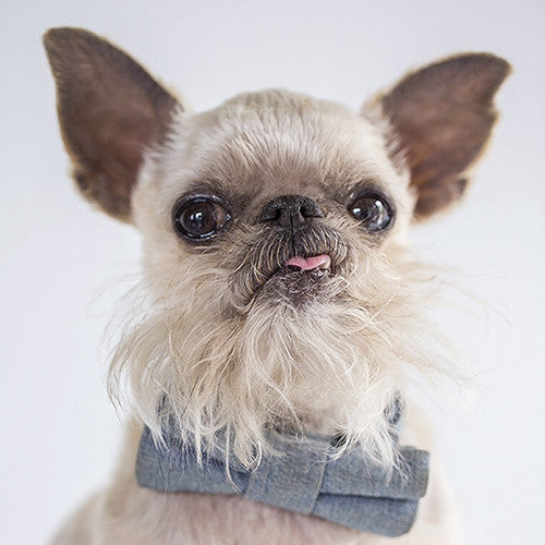 INSTA-DOGS: OWEN THE GRIFF