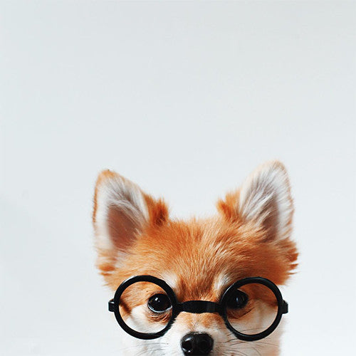 INSTA-DOGS: QUINCY FOX