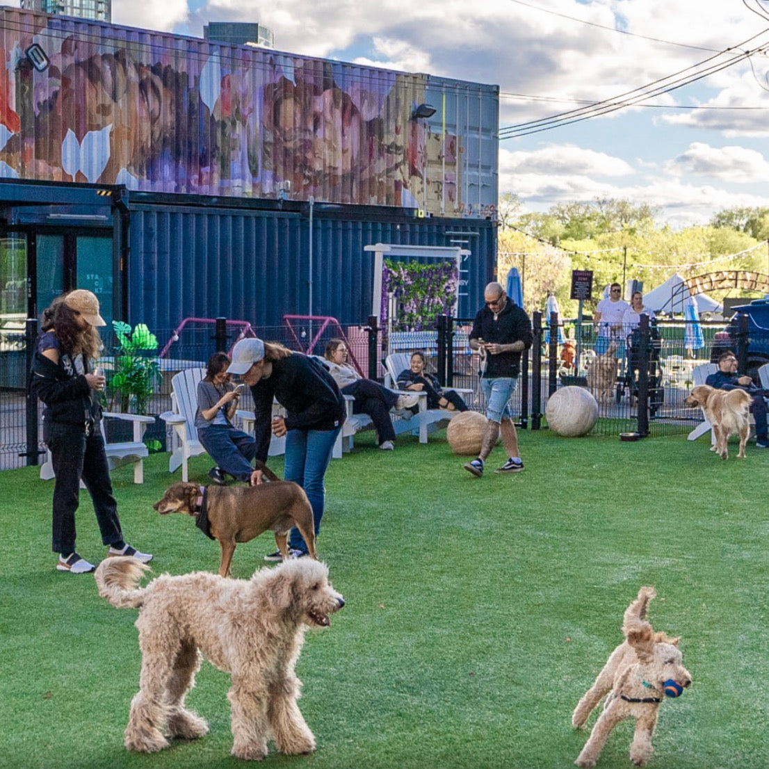 25 Best Dog-Friendly Patios in Canada: City by City Guide (2026)