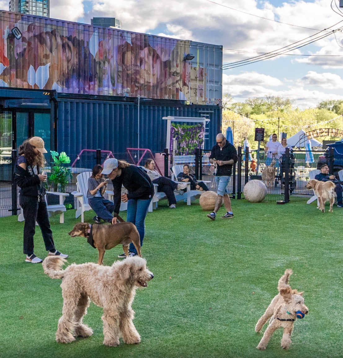 25 Best Dog-Friendly Patios in Canada: City by City Guide (2026)