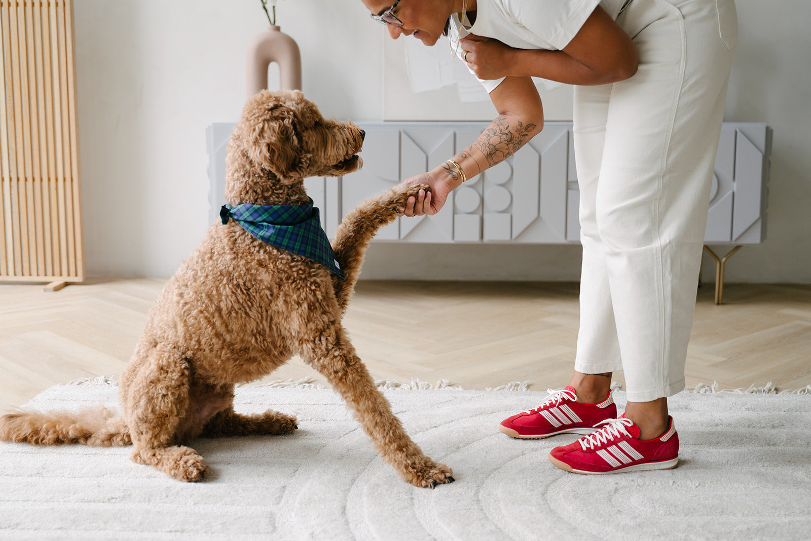 dog learning a new trick indoors with owner