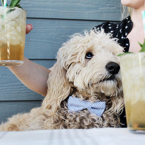 INSTA-DOGS: @BARKLEYDOODLES
