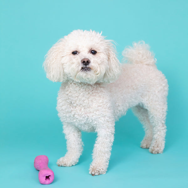 How To Photograph Your Dog's Personality x Gooseberry Studio