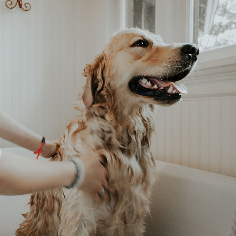 How To Take Care of Your Dog's Fur: Skin Care Tips 101