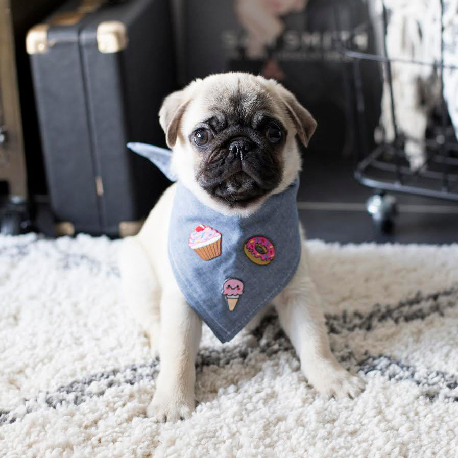 INSTA-DOGS: @THEPUGRUMBLE