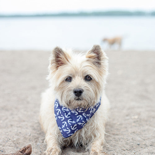 Kaia The Cairn Terrier