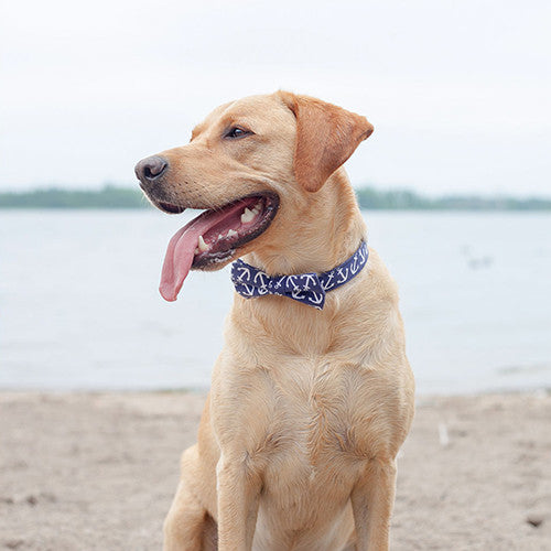 INSTA-DOGS: BRUCE THE HANDSOME