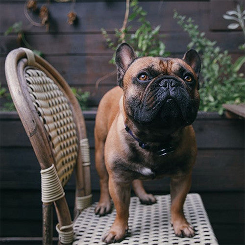 INSTA-DOGS: CITY DOG LIVING