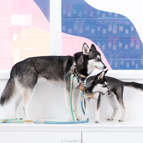 INSTA-DOGS: LADY COMO & THE LEO
