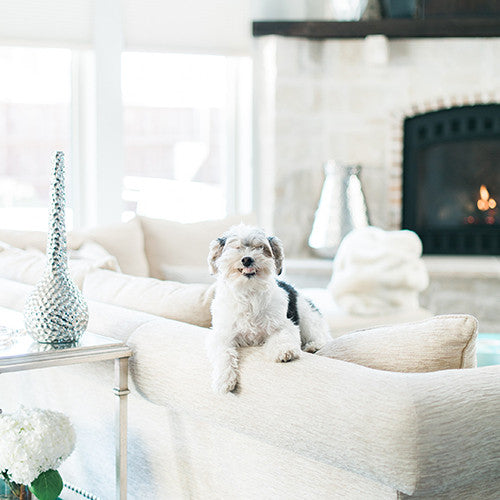 CSF TOP TEN: ALL ABOUT DOGS