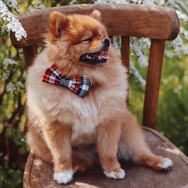 Bow Tie Dog Collar Madras