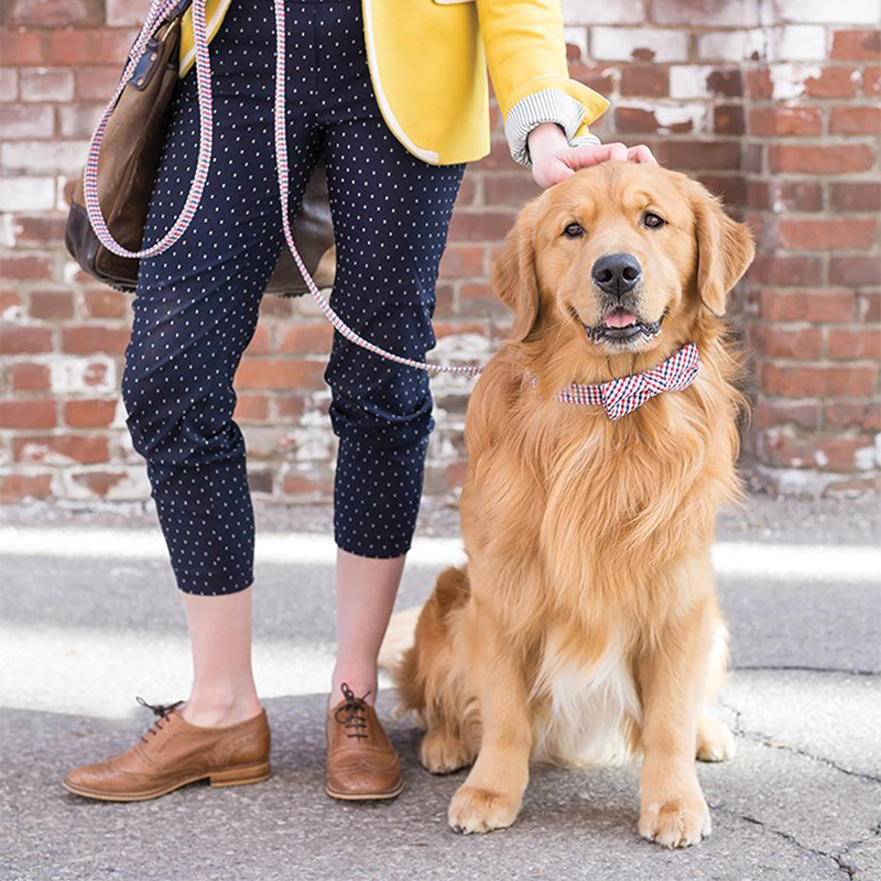 Tips on How to Create a Pinterest Worthy Photoshoot at Home From 4 Dog Photographers
