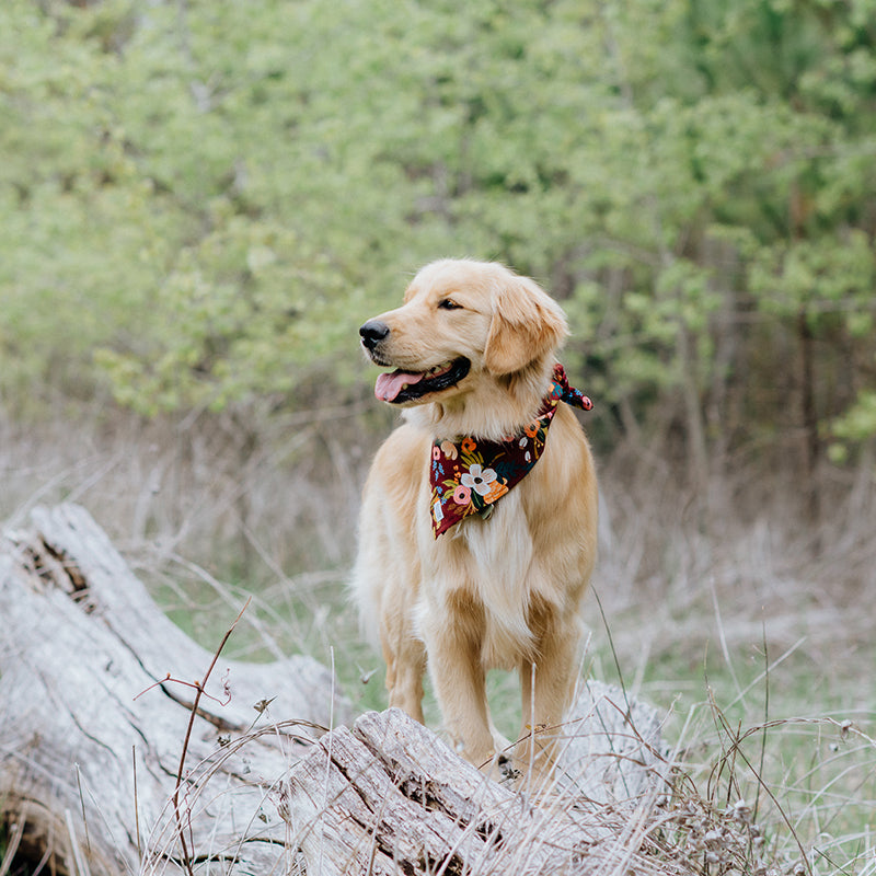 The 10 Most Popular Puppy Names of 2019
