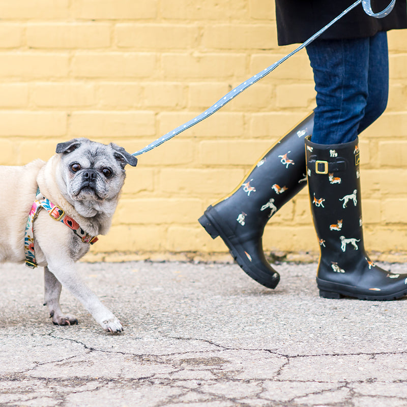 Your Rain Day Dog Walk Essentials