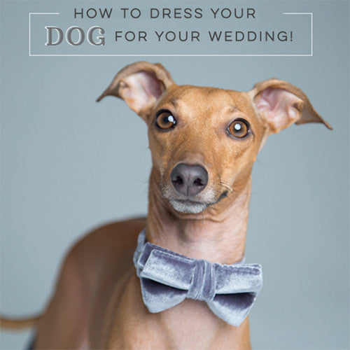 YOUR DOGS PERFECT WEDDING ATTIRE