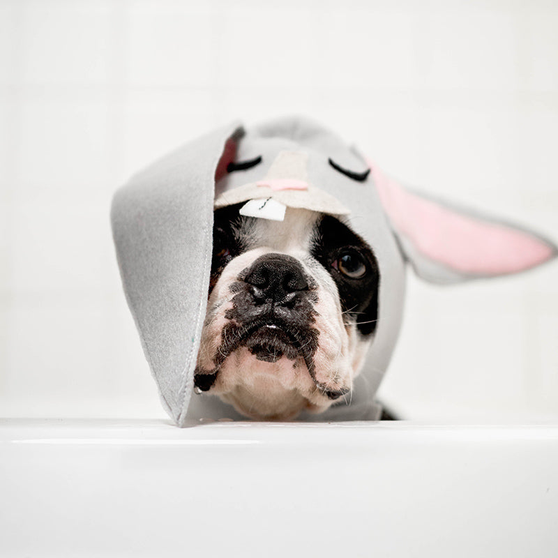 Easter Finds For Your Dog
