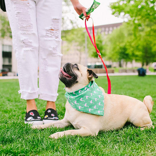 INSTA-DOGS: HONEY I DRESSED THE PUG