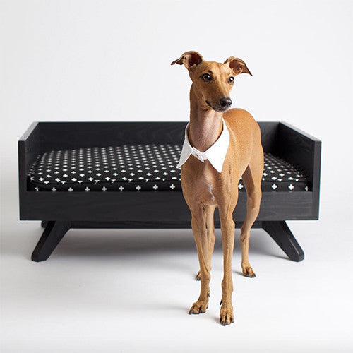 INSTA-DOGS: INTERVIEW WITH IGGYJOEY