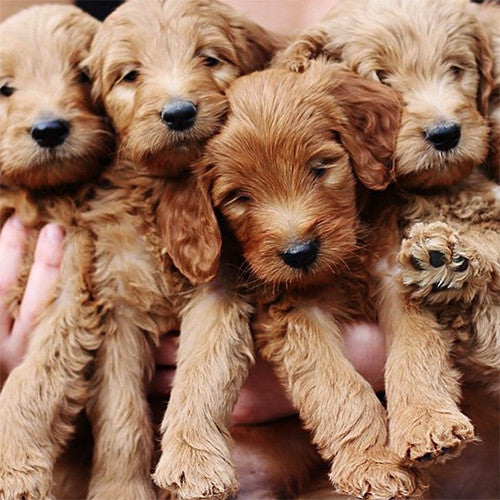 INSTA-DOGS: GOLDEN DOODLES