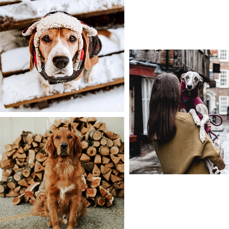10 Instagram Dogs We Are Currently Obsessed With...