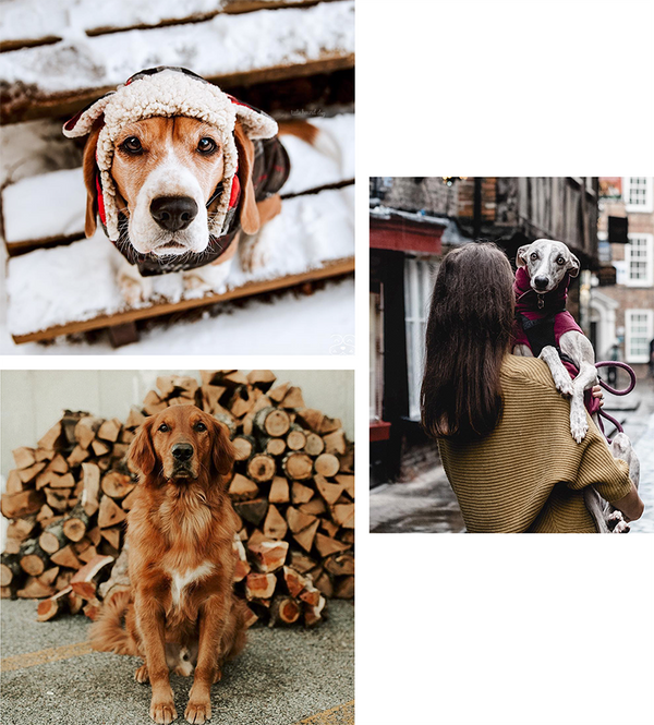 10 Instagram Dogs We Are Currently Obsessed With...