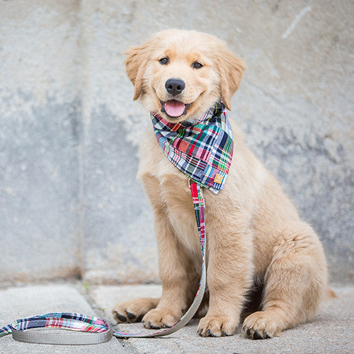 INSTA-DOGS: JAXSON THE GOLDEN