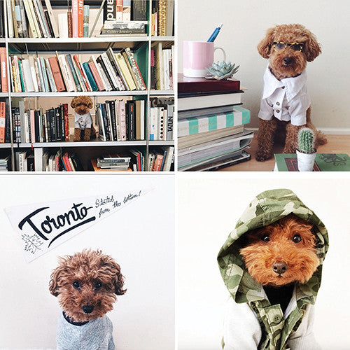INSTA-DOGS: LOGAN'S LOOK