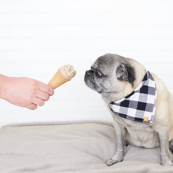 pug eating ice cream, dog ice cream recipe