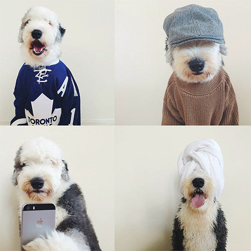 INSTA-DOGS: OLD ENGLISH TEDDY