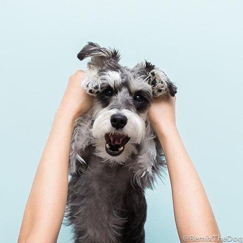 INSTA-DOG: REMIX THE DOG