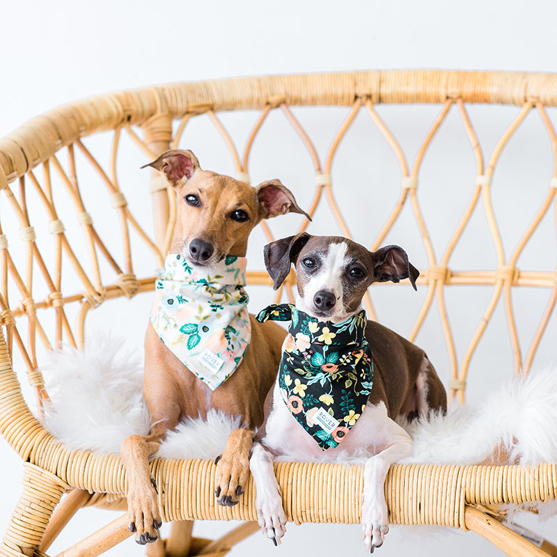 rifle paper co dog bandana