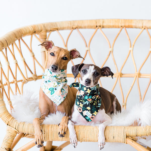 rifle paper co dog bandana