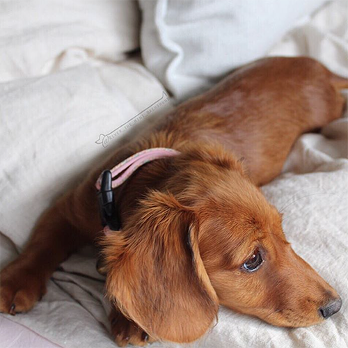 INSTA-DOGS: RIVER THE MINI DACHSHUND