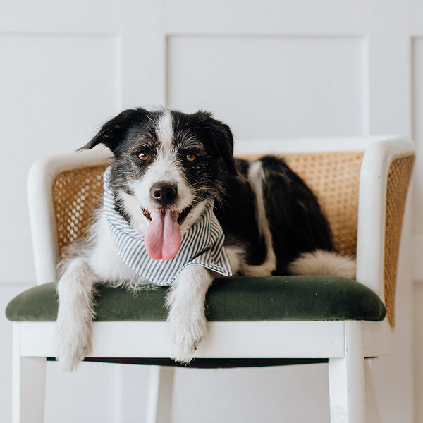 10 most popular dog names of 2021, dog sitting on a chair