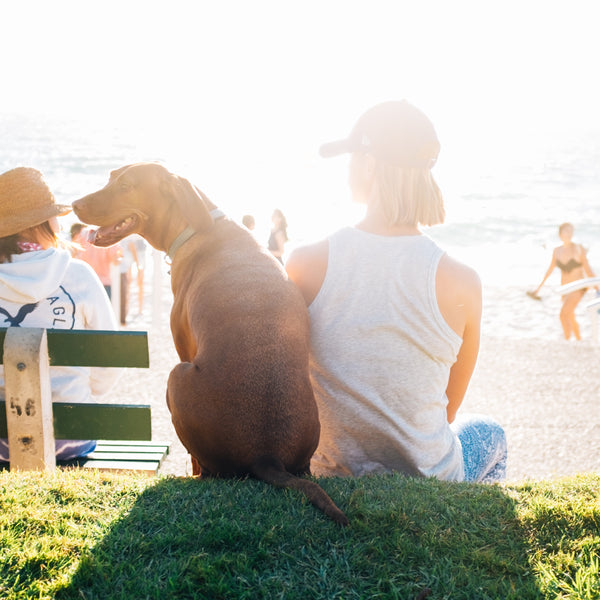 Dog Dogs Need Sunscreen