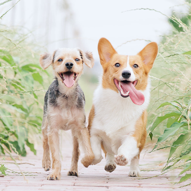 two dogs running in a park, off-leash Toronto dog parks